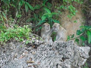 Macaques Thailand