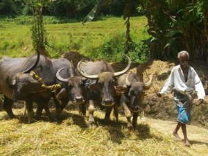 Group of buffalo and local man rice field Sri Lanka