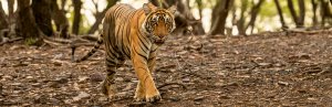 India Tiger Ranthambore hero 2
