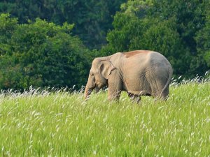 elephant in Khao Yai National Park