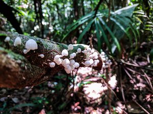 Amazon plant with mushroom