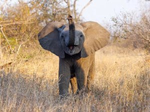 South Africa