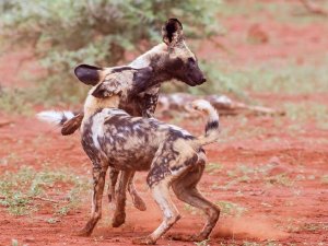 South Africa - safari - wild dogs