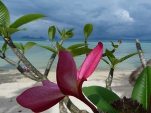 Ko Hai beach flower