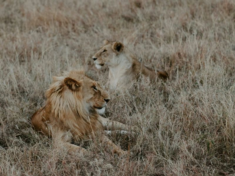 male and female lion