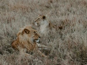 male and female lion 