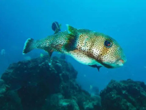 Ocean sunfish (mola mola) with dorsal fin breaking the water's surface