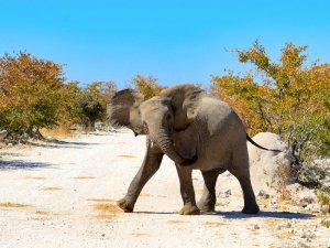 Chobe National Park elephant