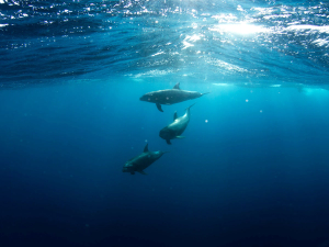 Three dolphins swimming underwater beneath sunlit waves, Galápagos