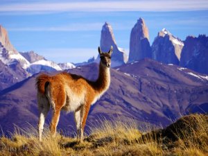 Alpaca with Torres del Paine in the background