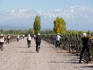 People cycling through vineyards in Argentina
