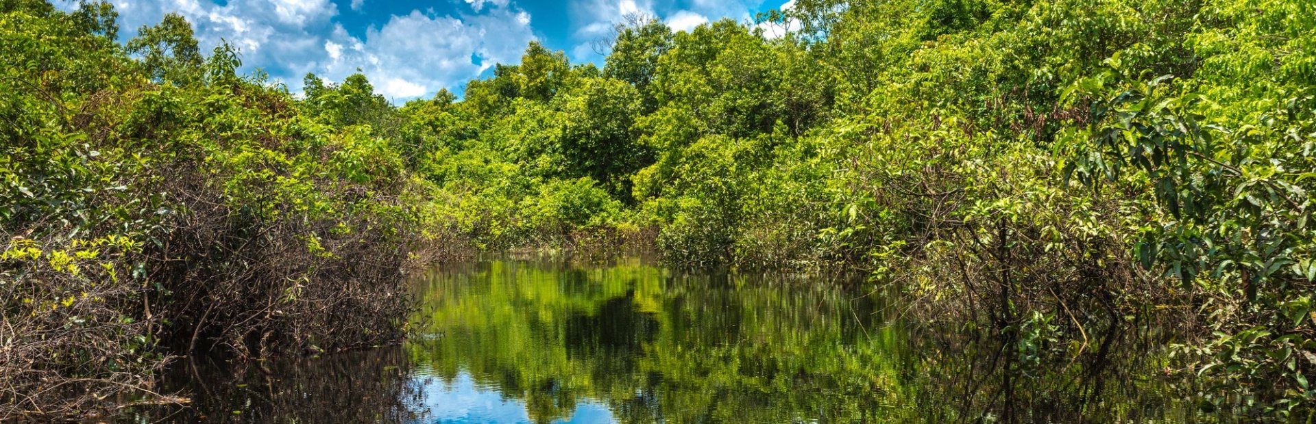Amazon brazil