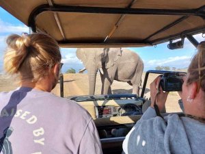 South-Africa safari