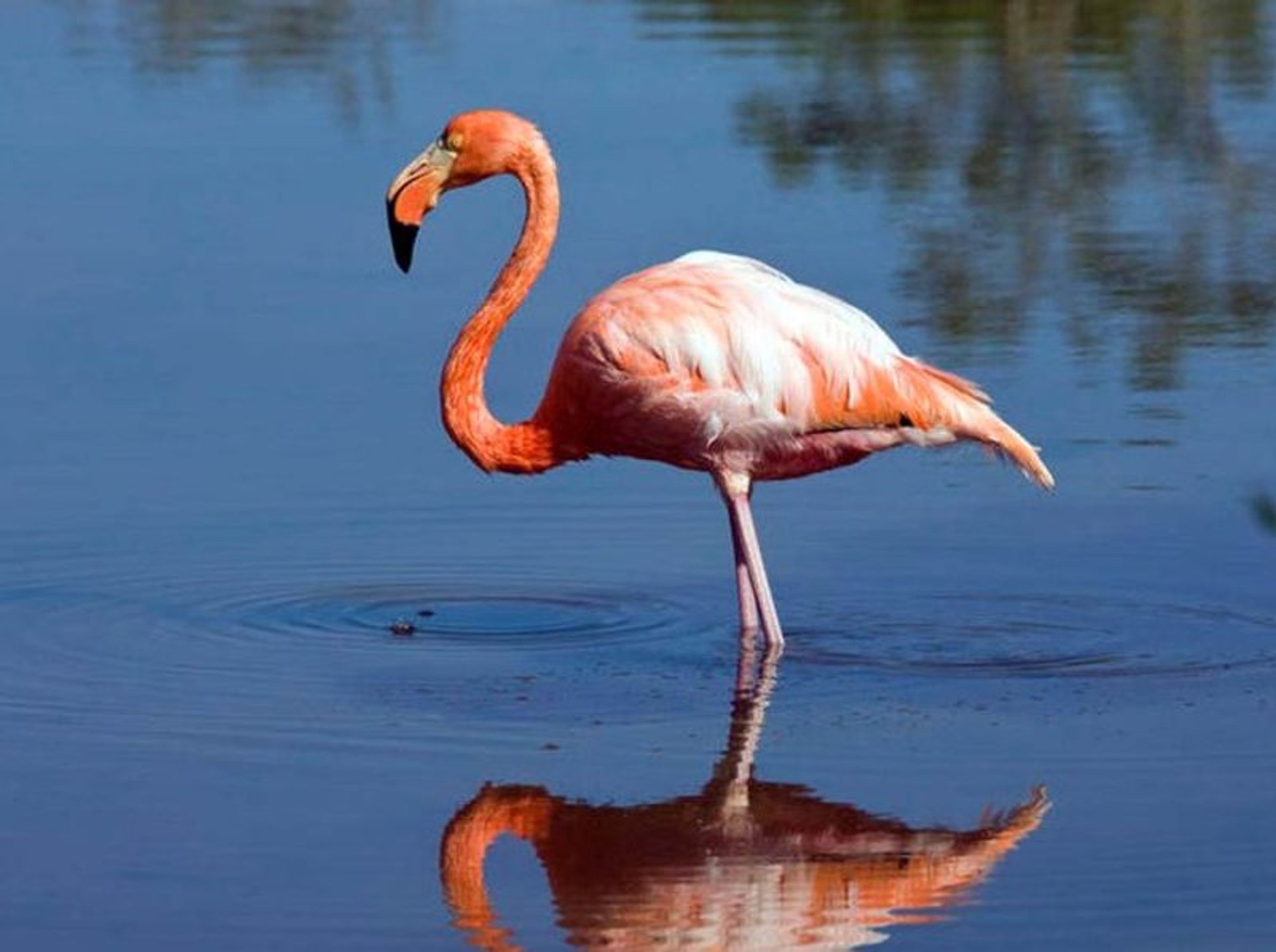 Ecuador Galapagos Wildlife Flamingo