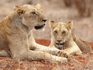 Leeuwen in Kenia