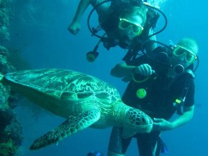 Divers underwater with turtle