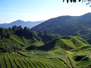 Malaysia green hills