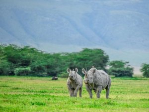 Rhinos in Tanzania