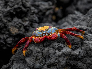 Sally Lightfoot crab with vivid red and blue shell on black lava rock, Galápagos