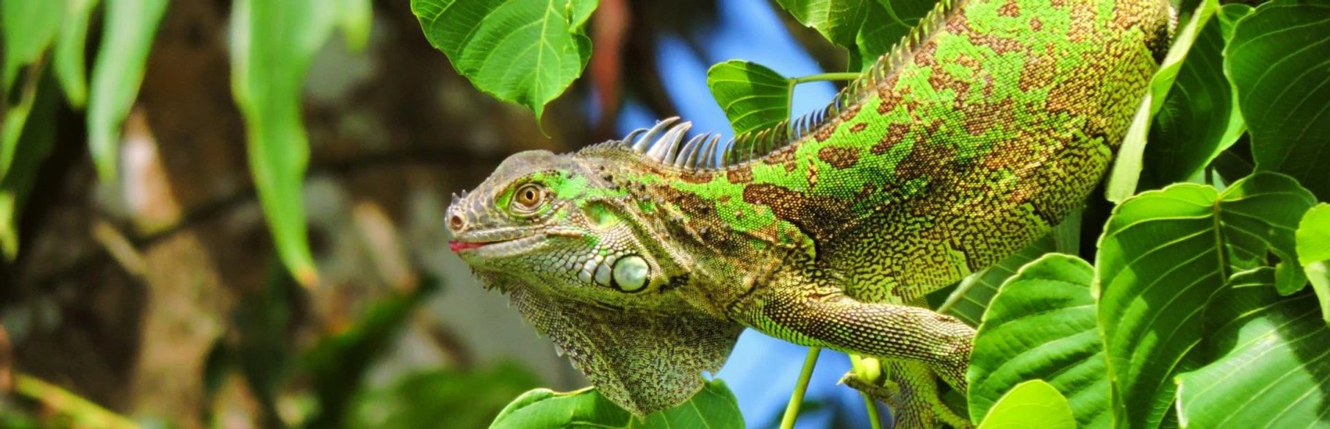 Costa Rice wildlife lizard