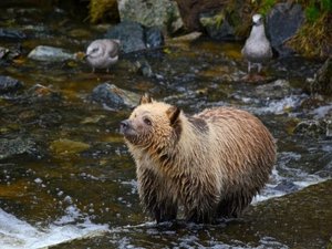 grizzly bear in river