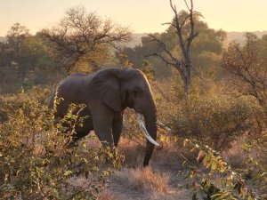 Wild Elephant South Africa
