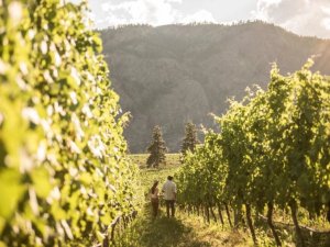people walking through vineyard