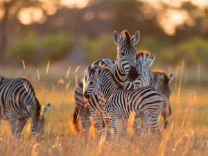 Zebra in Botswana