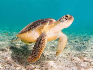 Galapagos