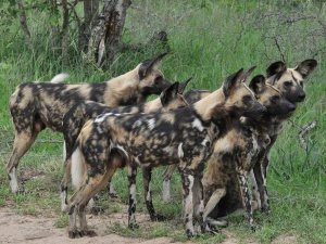 Painted dogs Tanzania 