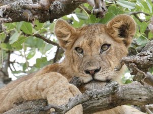 Tree lion in Serengeti