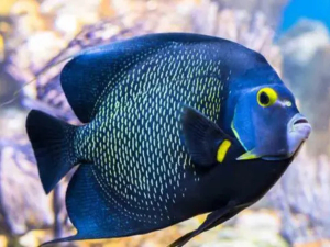 French angelfish with dark blue body and yellow-flecked scales swimming near coral
