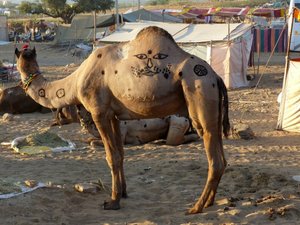 Camel