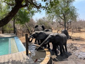 Elephants drinking next to hotel swimming pool