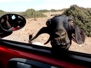 Goar looking through rental car in Greece