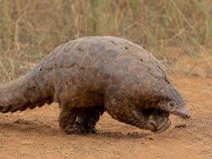 Pangolin