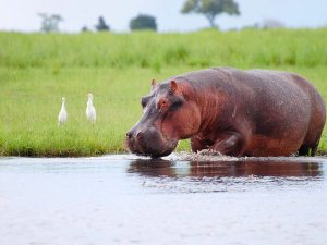 hippo in lake