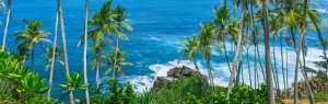 Palms beach