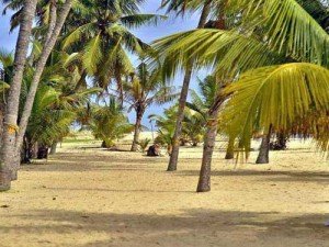 Beach palm trees