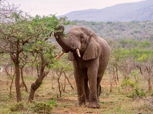 South Africa - Hluhluwe - Elephant