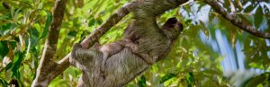 Costa Rica sloth wildlife