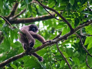 Monkey in tree 