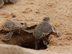 Baby turtles on the beach