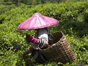 Local picking tea in a plantation