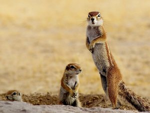 Meerkats in the Kalahari, Namibia