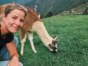 Alpaca in Peru