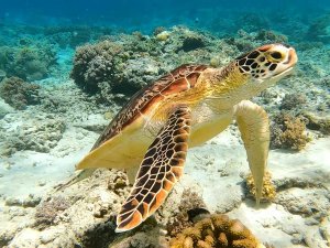 Turtle underwater in Gili Trawangan