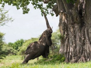 Elephant by tree