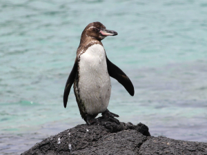 Galápagos penguin standing on a lava rock beside turquoise water