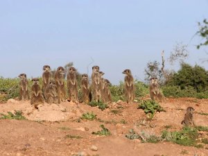 Meerkats